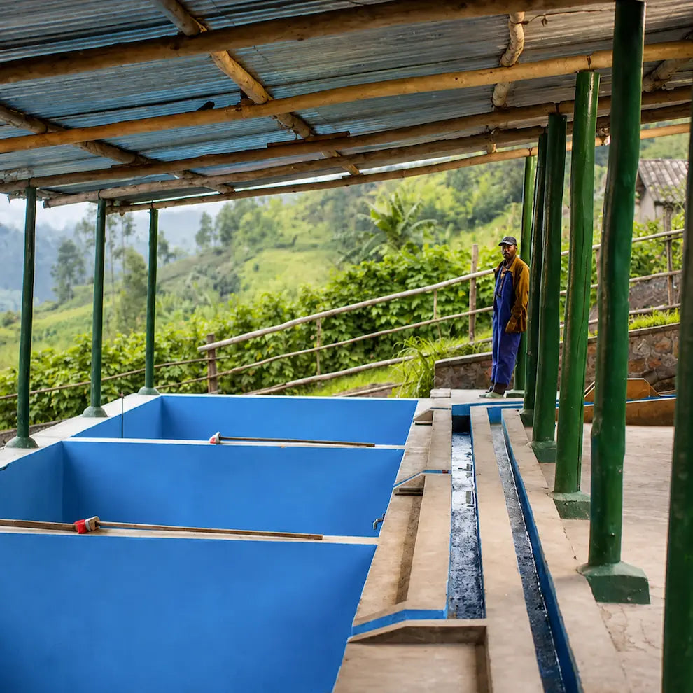 Stacja mycia kawy Rwanda Cocatu wykorzystywana do obróbki ziaren specialty. Zdjęcie przedstawia zbiorniki fermentacyjne, infrastrukturę procesu obróbki mokrej oraz górski krajobraz regionu upraw kawy w Rwandzie.