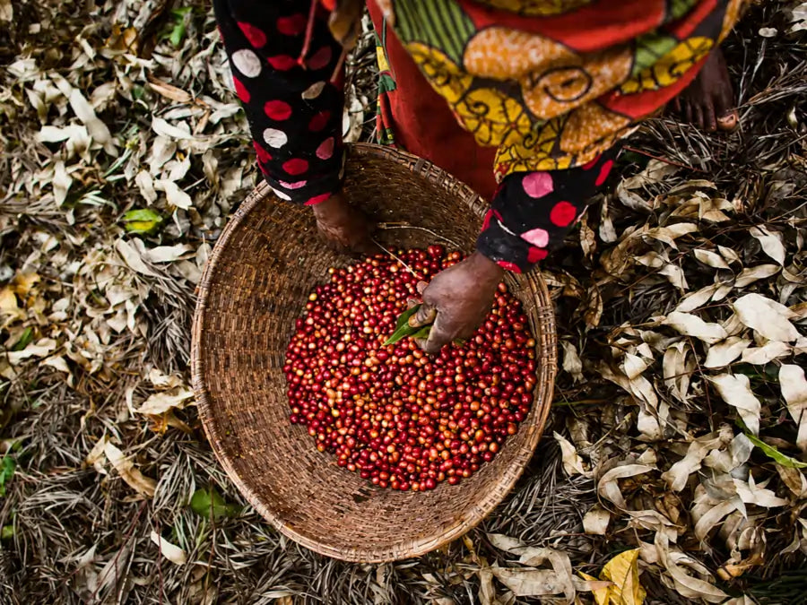 Specialty coffee drying on African beds in Ethiopia