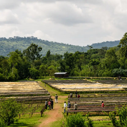 Pracownicy przy afrykańskich łóżkach do suszenia kawy w stacji Gogogu, region Guji, Etiopia.