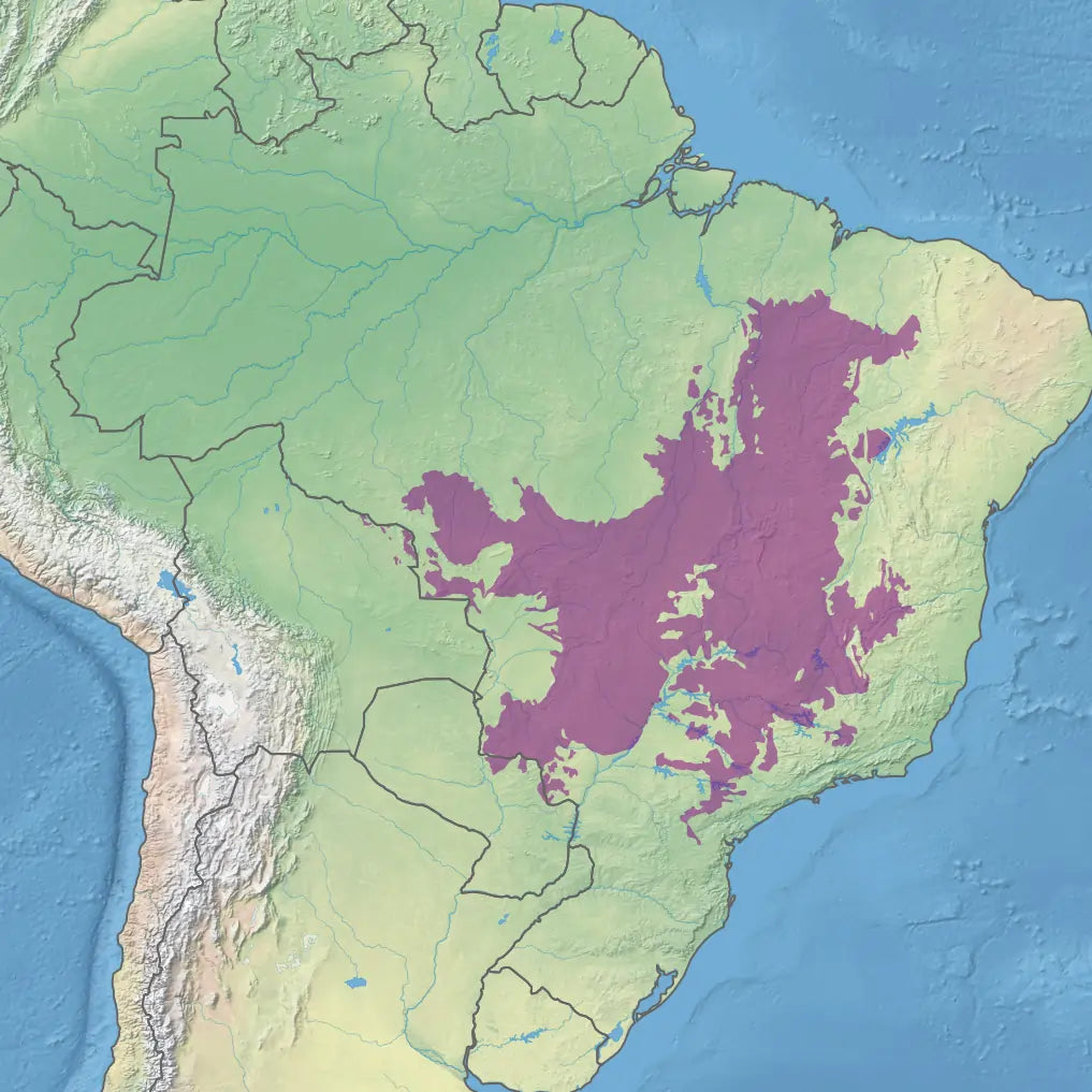 Brazylia Cerrado 003 – kawa ziarnista specialty