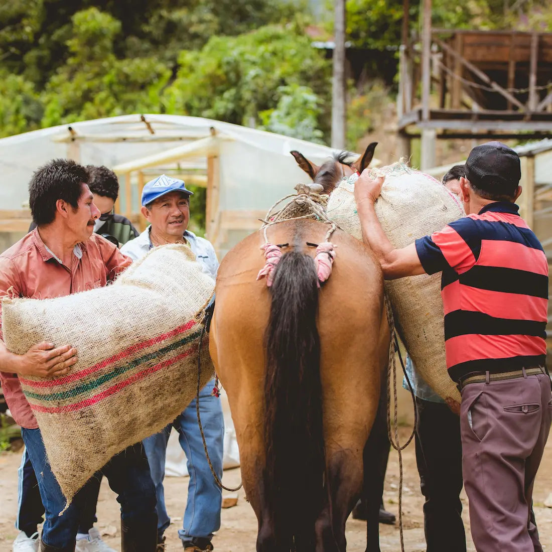 Transport worków z kawą specialty na mule na farmie Manos Juntas w Kolumbii – tradycyjny etap zbiorów kawy.