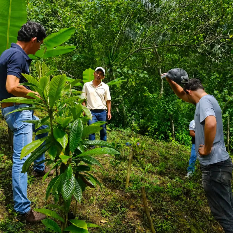 Producenci kawy na plantacji w regionie Ozolotepec w Oaxaca w Meksyku podczas oceny upraw