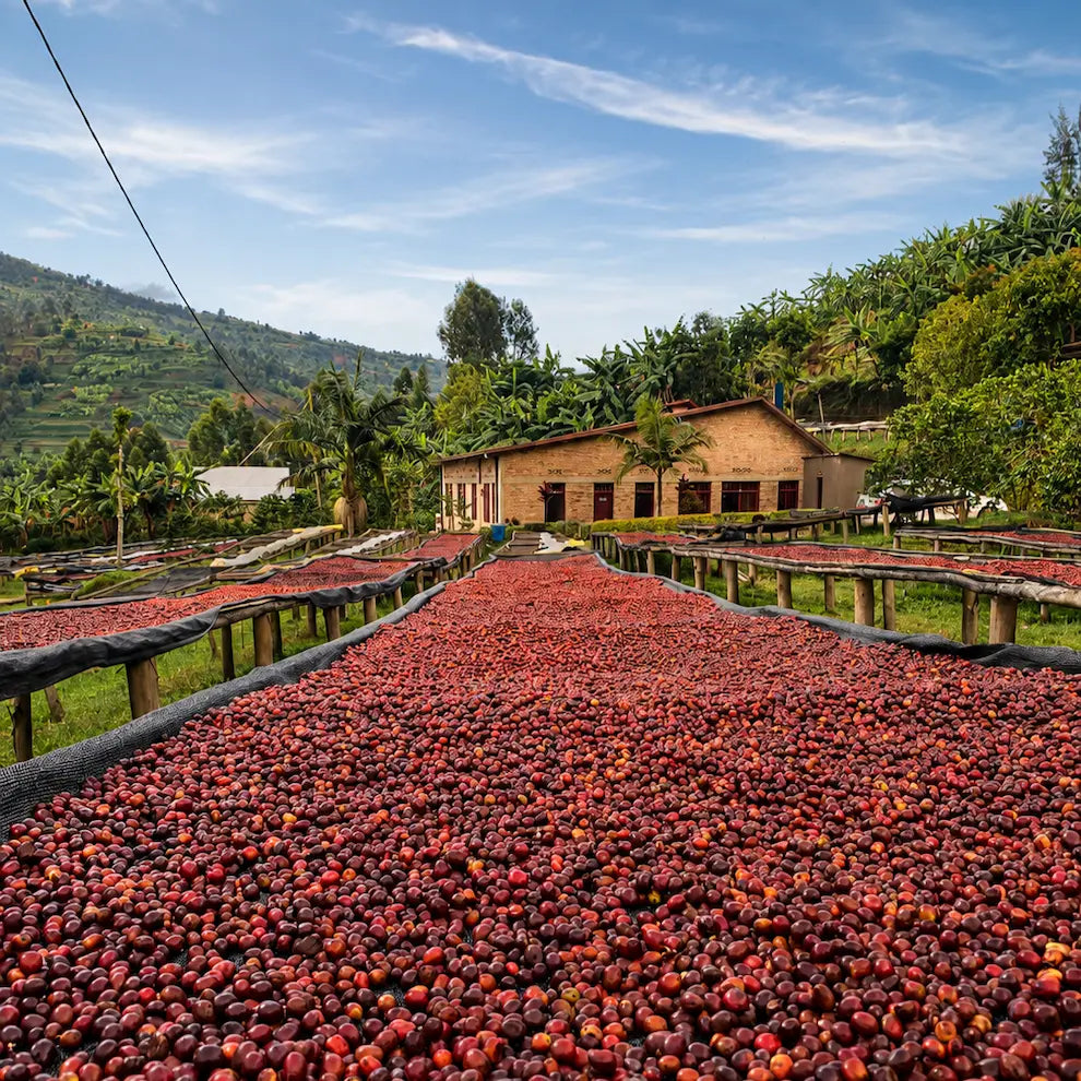 Wiśnie kawowca Rwanda Cocatu suszone na afrykańskich stołach podczas naturalnej obróbki kawy specialty. Zdjęcie przedstawia etap suszenia owoców kawowca, stację obróbki oraz górski krajobraz regionu upraw w Rwandzie.