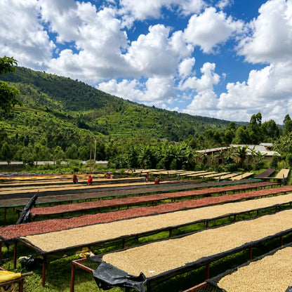 Zielona kawa specialty Rwanda Cocatu suszona na afrykańskich stołach w stacji obróbki. Zdjęcie przedstawia proces suszenia ziaren po obróbce, plantację kawy oraz górski krajobraz Rwandy, podkreślając pochodzenie i jakość kawy specialty.