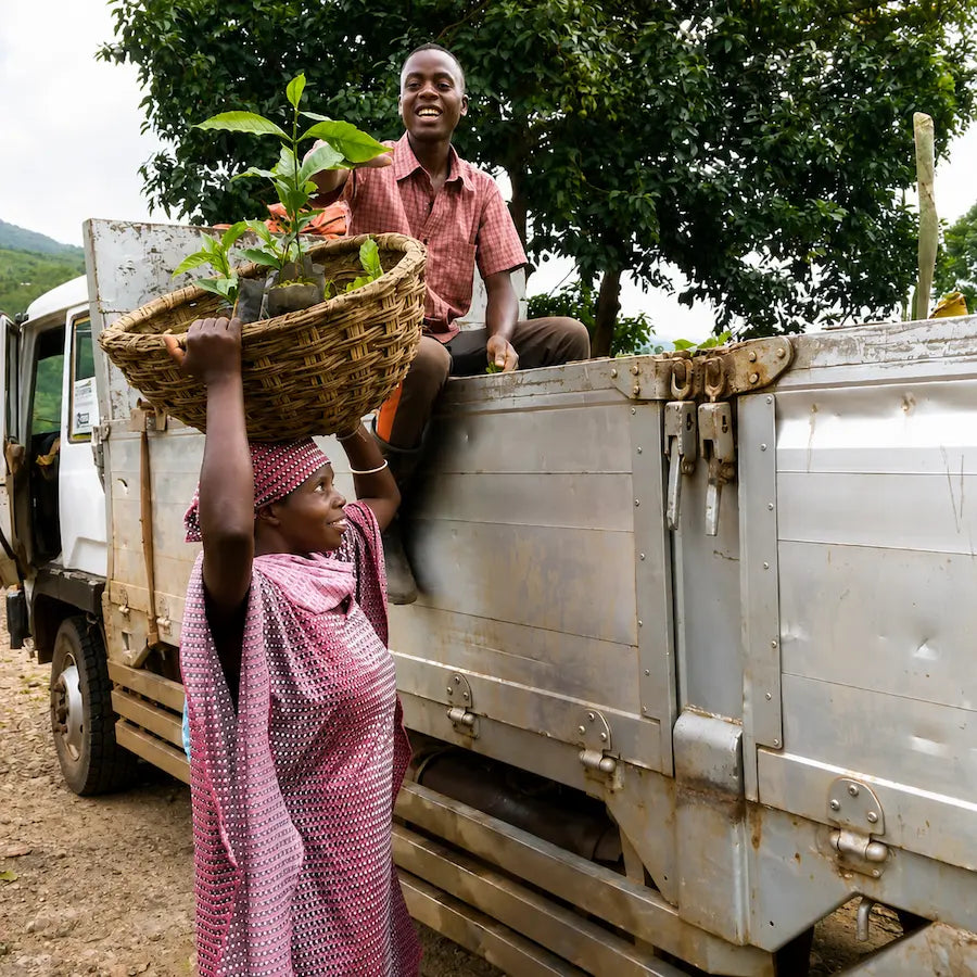 Pracownicy plantacji Rwanda Cocatu transportują świeżo zebrane wiśnie kawowca do stacji obróbki. Zdjęcie przedstawia etap zbiorów i dostarczania owoców kawowca, będący początkiem produkcji wysokiej jakości kawy specialty.