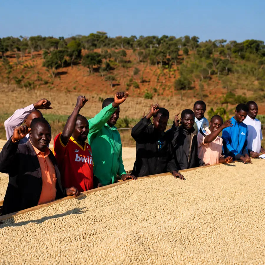 Farmerzy z Tanzania Itumpi podczas suszenia ziaren kawy specialty na stołach afrykańskich